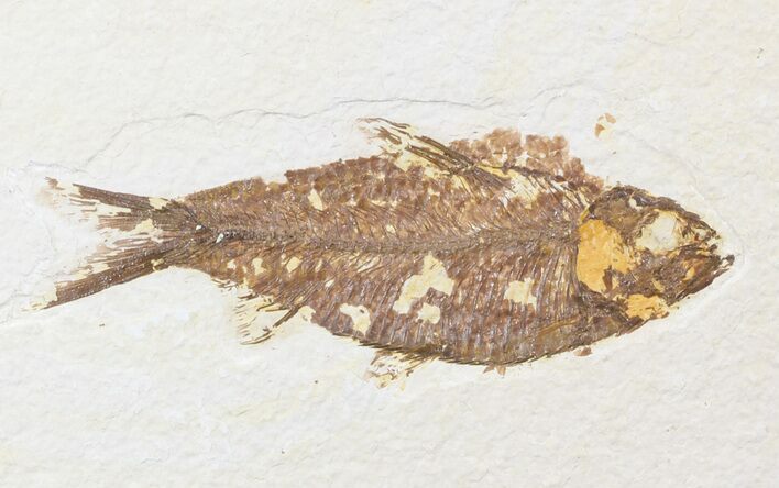 Bargain, Knightia Fossil Fish - Wyoming #47898